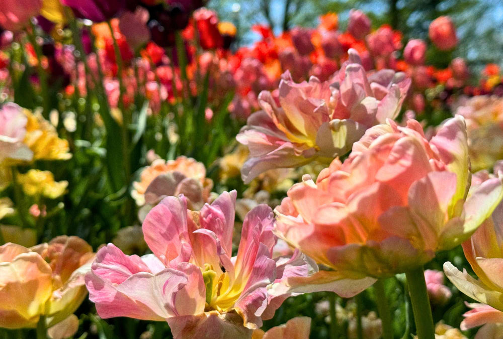 Colorful flowers